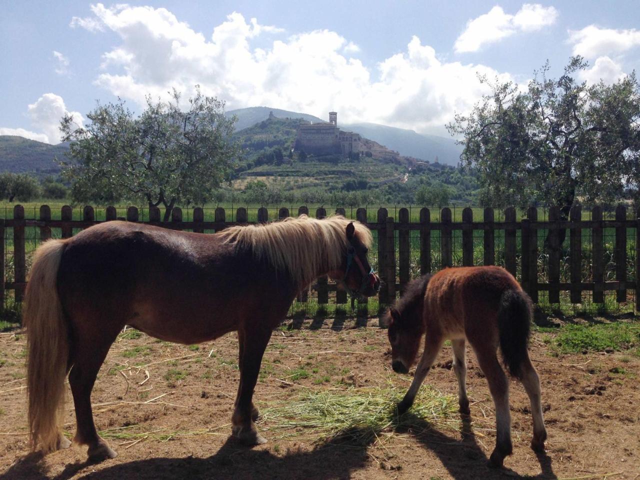 Agriturismo Il Girasole Assisi Exterior foto